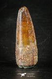 88275 - Top Quality Red 1.90 Inch Spinosaurus Dinosaur Tooth Cretaceous