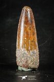 88275 - Top Quality Red 1.90 Inch Spinosaurus Dinosaur Tooth Cretaceous