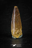 88283 - Top Quality Red 1.22 Inch Spinosaurus Dinosaur Tooth Cretaceous