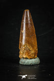 88283 - Top Quality Red 1.22 Inch Spinosaurus Dinosaur Tooth Cretaceous