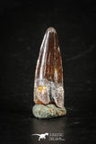 88285 - Top Quality Red 1.09 Inch Spinosaurus Dinosaur Tooth Cretaceous