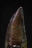 20592 - Finest Quality 1.00 Inch Abelisaur Dinosaur Tooth Cretaceous KemKem Beds