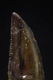 20592 - Finest Quality 1.00 Inch Abelisaur Dinosaur Tooth Cretaceous KemKem Beds