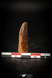 08134 -  Top Beautiful 1.41 Inch Rebbachisaurus Diplodocoid Sauropod Dinosaur Tooth