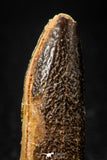 08134 -  Top Beautiful 1.41 Inch Rebbachisaurus Diplodocoid Sauropod Dinosaur Tooth