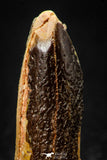 08134 -  Top Beautiful 1.41 Inch Rebbachisaurus Diplodocoid Sauropod Dinosaur Tooth