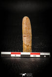 08135 - Beautiful 1.59 Inch Rebbachisaurus Diplodocoid Sauropod Dinosaur Tooth