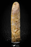 08135 - Beautiful 1.59 Inch Rebbachisaurus Diplodocoid Sauropod Dinosaur Tooth