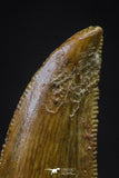 20597 - Top Beautiful 0.79 Inch Abelisaur Serrated Dinosaur Tooth Cretaceous KemKem