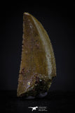 20597 - Top Beautiful 0.79 Inch Abelisaur Serrated Dinosaur Tooth Cretaceous KemKem