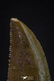 20597 - Top Beautiful 0.79 Inch Abelisaur Serrated Dinosaur Tooth Cretaceous KemKem