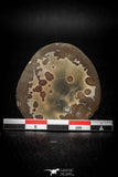 05530 - Top Beautiful Cut and Polished 1.57 Inch Septarian Nodule from South Morocco