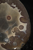 05530 - Top Beautiful Cut and Polished 1.57 Inch Septarian Nodule from South Morocco