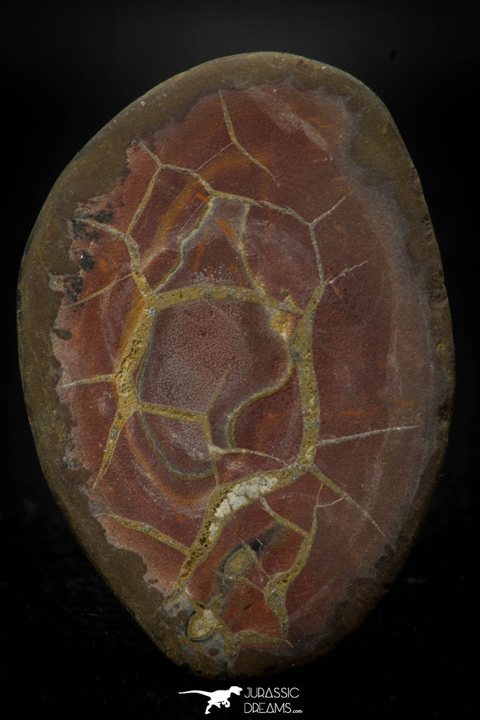 05532 -  Top Beautiful Cut and Polished 2.25 Inch Septarian Nodule from South Morocco