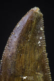 20601 - Top Beautiful 0.90 Inch Serrated Abelisaur Dinosaur Tooth Cretaceous KemKem Beds