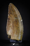 20601 - Top Beautiful 0.90 Inch Serrated Abelisaur Dinosaur Tooth Cretaceous KemKem Beds