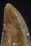 20601 - Top Beautiful 0.90 Inch Serrated Abelisaur Dinosaur Tooth Cretaceous KemKem Beds