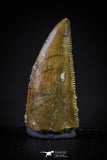 20603 - Top Beautiful Dark 0.77 Inch Abelisaur Dinosaur Tooth Cretaceous KemKem Beds