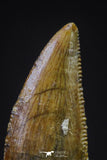 20603 - Top Beautiful Dark 0.77 Inch Abelisaur Dinosaur Tooth Cretaceous KemKem Beds