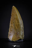 20603 - Top Beautiful Dark 0.77 Inch Abelisaur Dinosaur Tooth Cretaceous KemKem Beds