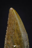 20603 - Top Beautiful Dark 0.77 Inch Abelisaur Dinosaur Tooth Cretaceous KemKem Beds