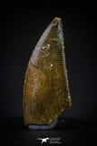 20605 - Top Beautiful Dark 0.79 Inch Abelisaur Dinosaur Tooth Cretaceous KemKem Beds