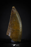 20605 - Top Beautiful Dark 0.79 Inch Abelisaur Dinosaur Tooth Cretaceous KemKem Beds