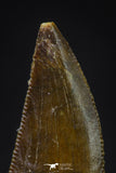 20605 - Top Beautiful Dark 0.79 Inch Abelisaur Dinosaur Tooth Cretaceous KemKem Beds