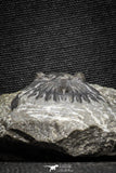 22054 - Nicely Preserved 1.60 Inch Hollardops merocristata Middle Devonian