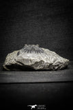 22054 - Nicely Preserved 1.60 Inch Hollardops merocristata Middle Devonian