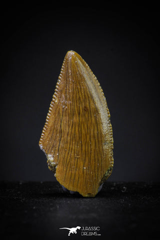 20613 - Finest Quality 0.65 Inch Abelisaur Dinosaur Tooth Cretaceous KemKem Beds