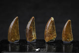 20614 - Great Collection of 4 Abelisaur Dinosaur Teeth Cretaceous KemKem Beds