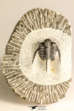 30783 - Well Preserved 1.12 Inch Cyphaspis (Otarion) cf. boutscharafinense Devonian Trilobite