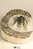 30783 - Well Preserved 1.12 Inch Cyphaspis (Otarion) cf. boutscharafinense Devonian Trilobite