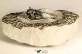 30783 - Well Preserved 1.12 Inch Cyphaspis (Otarion) cf. boutscharafinense Devonian Trilobite