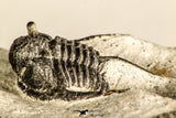 30783 - Well Preserved 1.12 Inch Cyphaspis (Otarion) cf. boutscharafinense Devonian Trilobite