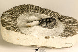 30783 - Well Preserved 1.12 Inch Cyphaspis (Otarion) cf. boutscharafinense Devonian Trilobite