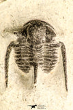 30784 - Well Preserved 1.10 Inch Cyphaspis (Otarion) cf. boutscharafinense Devonian Trilobite