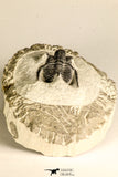 30784 - Well Preserved 1.10 Inch Cyphaspis (Otarion) cf. boutscharafinense Devonian Trilobite