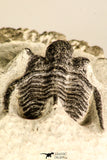 30784 - Well Preserved 1.10 Inch Cyphaspis (Otarion) cf. boutscharafinense Devonian Trilobite