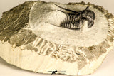 30784 - Well Preserved 1.10 Inch Cyphaspis (Otarion) cf. boutscharafinense Devonian Trilobite