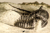 30784 - Well Preserved 1.10 Inch Cyphaspis (Otarion) cf. boutscharafinense Devonian Trilobite