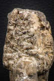 06818 -  Nice 4.12 Inch Mammites nodosoides (Ammonite) Upper Cretaceous Turonian