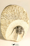 30787 - Nicely Preserved 1.22 Inch Cyphaspis (Otarion) cf. boutscharafinense Devonian Trilobite