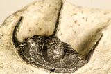 30787 - Nicely Preserved 1.22 Inch Cyphaspis (Otarion) cf. boutscharafinense Devonian Trilobite