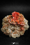 05090 - Beautiful Red Vanadinite Crystals Cluster from Mibladen Mining District, Midelt Province, Morocco