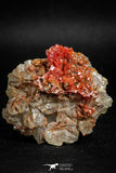 05090 - Beautiful Red Vanadinite Crystals Cluster from Mibladen Mining District, Midelt Province, Morocco