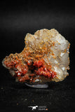 05091 - Beautiful Red Vanadinite Crystals Cluster from Mibladen Mining District, Midelt Province, Morocco