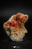 05091 - Beautiful Red Vanadinite Crystals Cluster from Mibladen Mining District, Midelt Province, Morocco