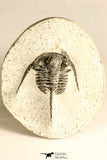 30789 - Nicely Prepared 1.31 Inch Cyphaspis (Otarion) cf. boutscharafinense Devonian Trilobite